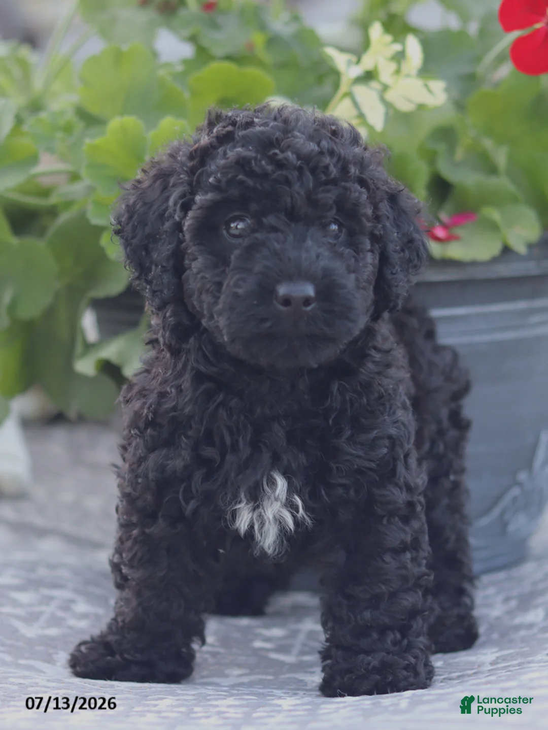 Miniature Poodle dogs for sale: Nate - Ad 12