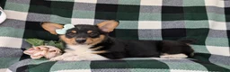 Welsh Corgi Pembroke dogs for sale: Marta AKC Registered - Ad 4