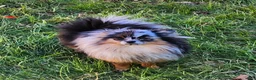 Pomeranian dogs for sale: Pomeranian Puppy 1 - Ad 3