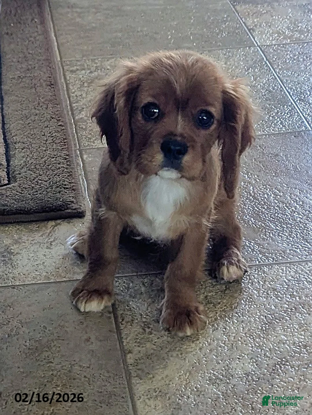 Cavalier King Charles Spaniel dogs for sale: Fred - Ad 1