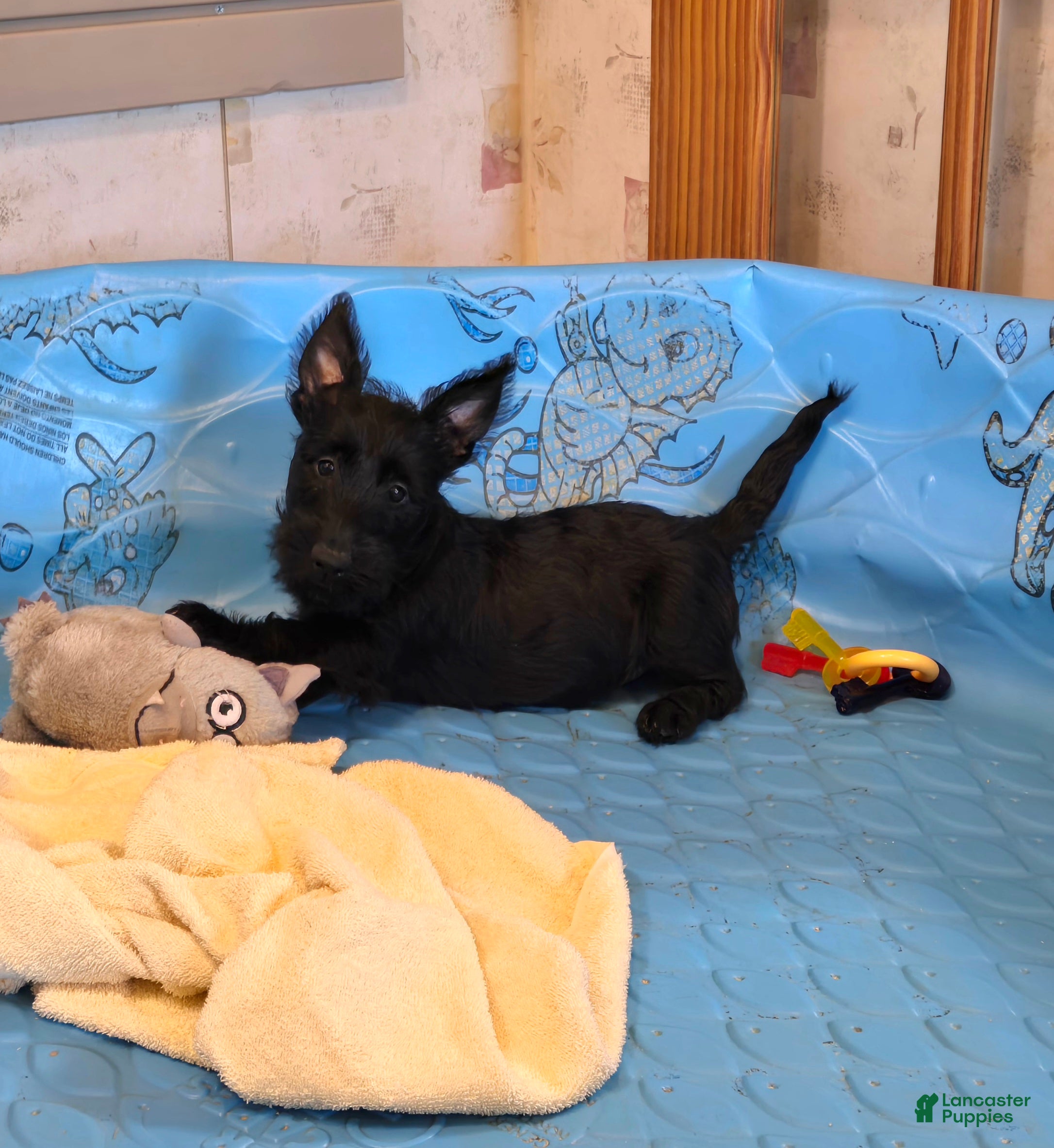 Scottish Terrier dogs for sale: Orpha - Ad 5