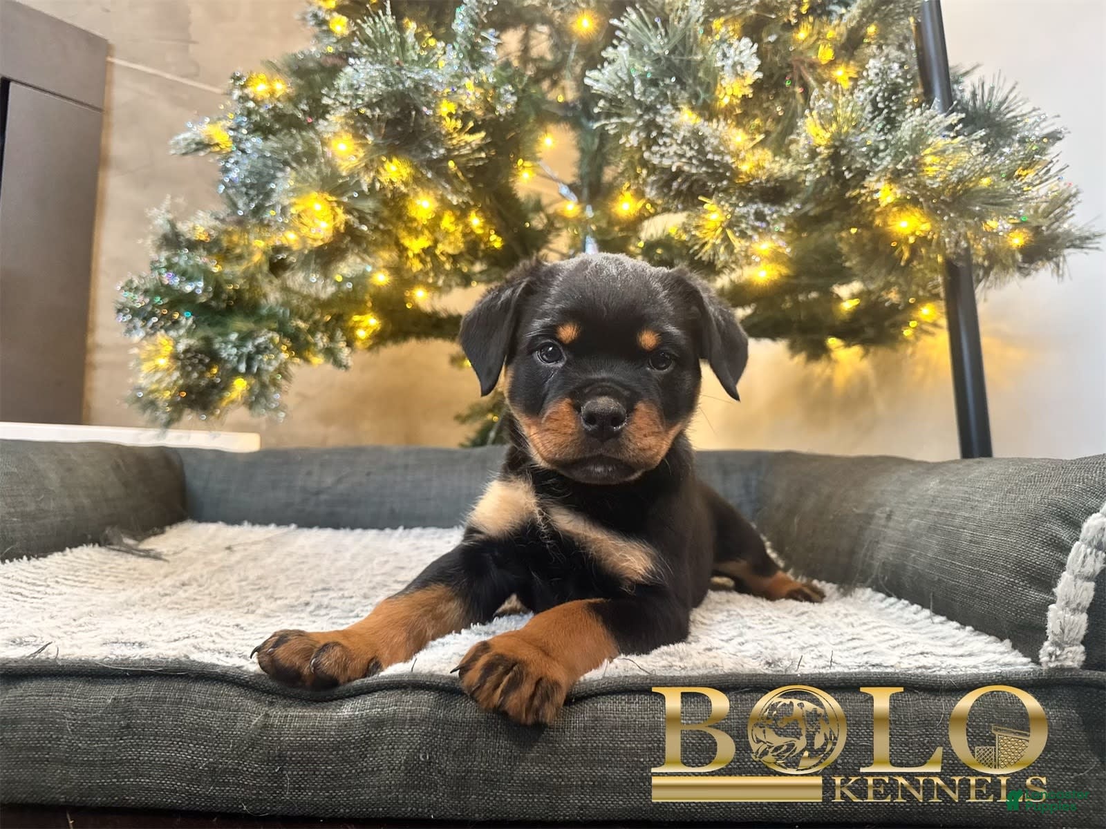 Rottweiler dogs Remy - Ad 4