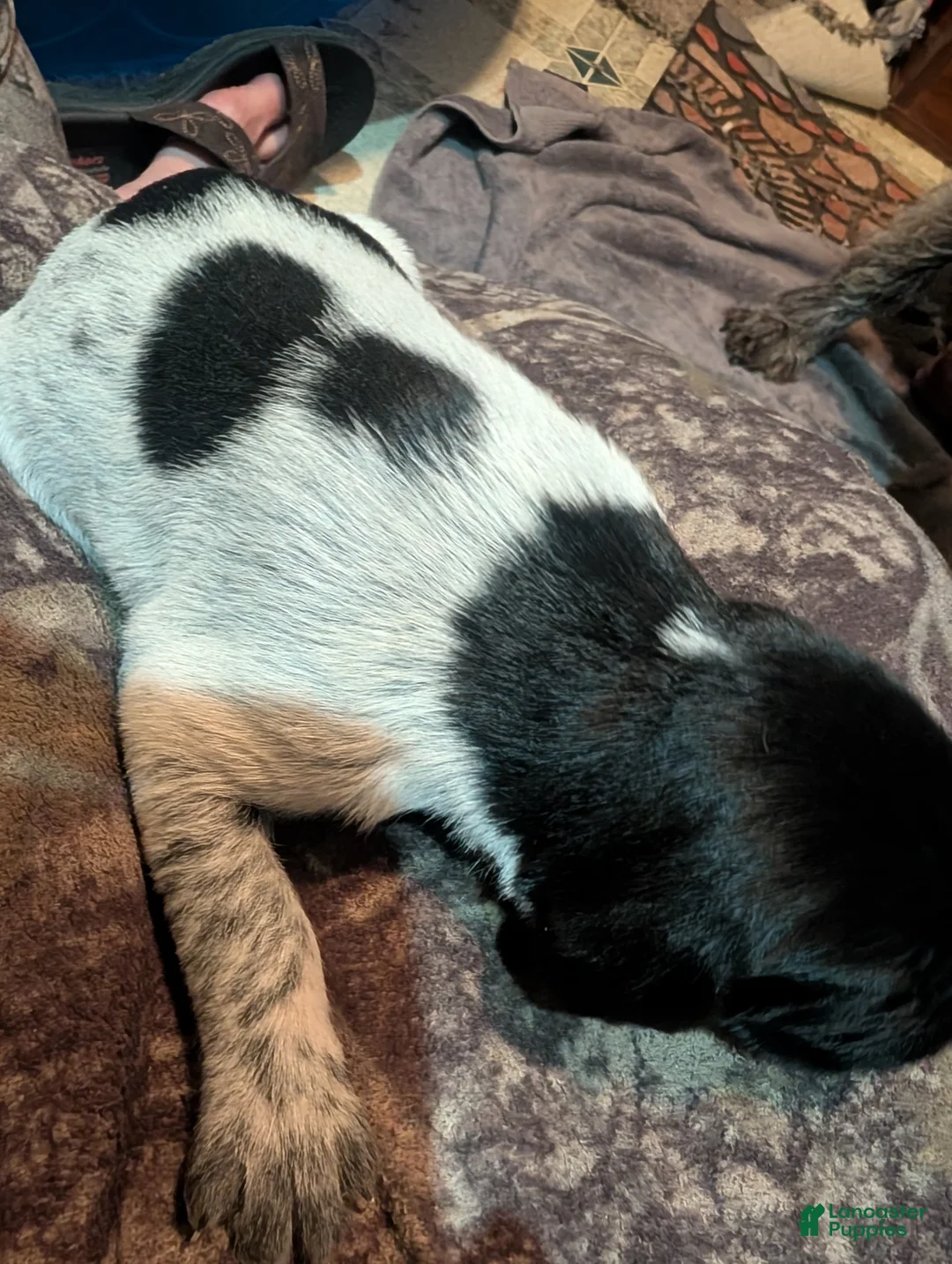 German Wirehaired Pointer dogs for sale: German Wirehaired Pointer Puppy 9 - Ad 1