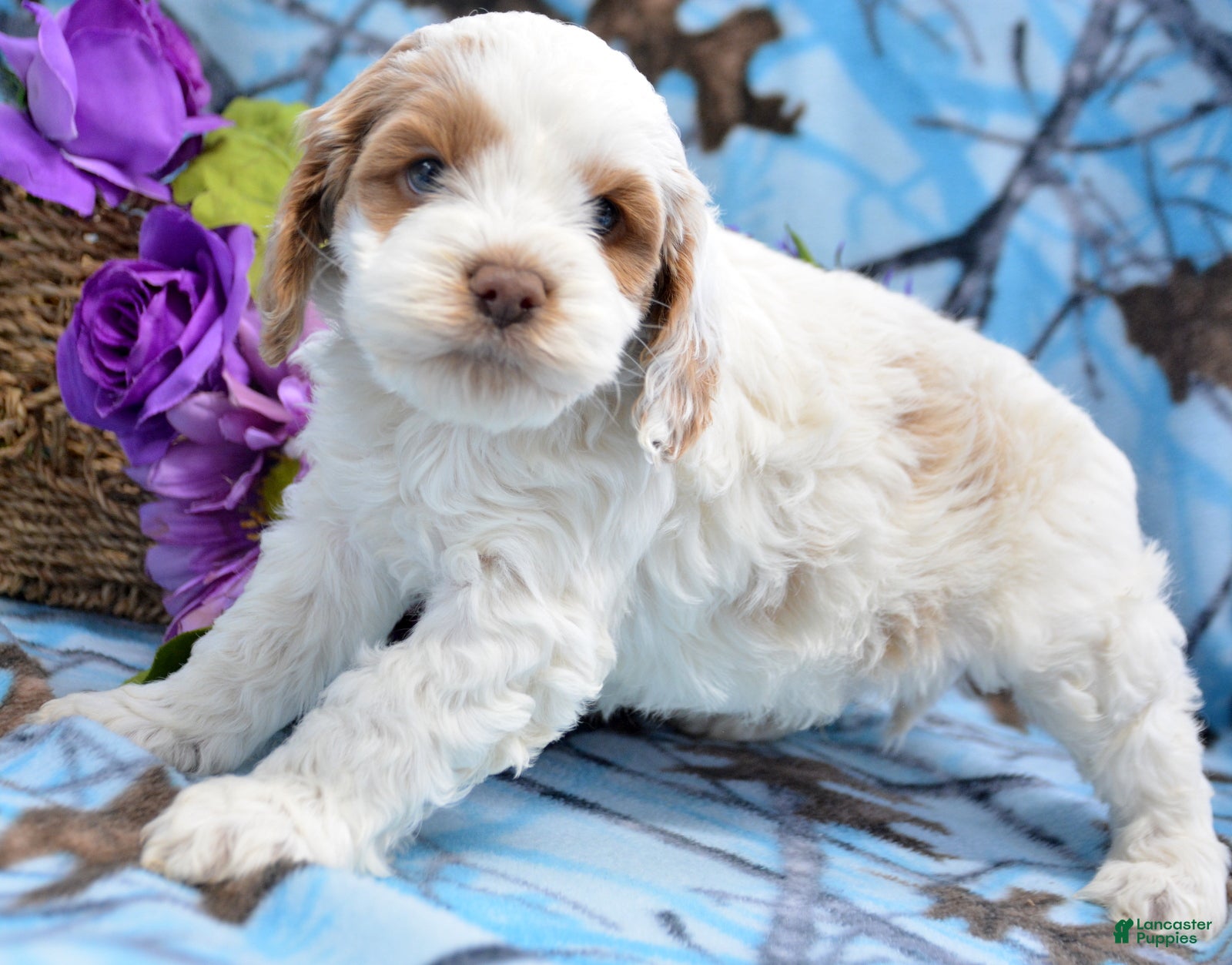 Cockapoo dogs Cockapoo Puppy 2 Kane - Ad 39