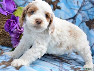 Cockapoo dogs Cockapoo Puppy 2 Kane - Ad 40