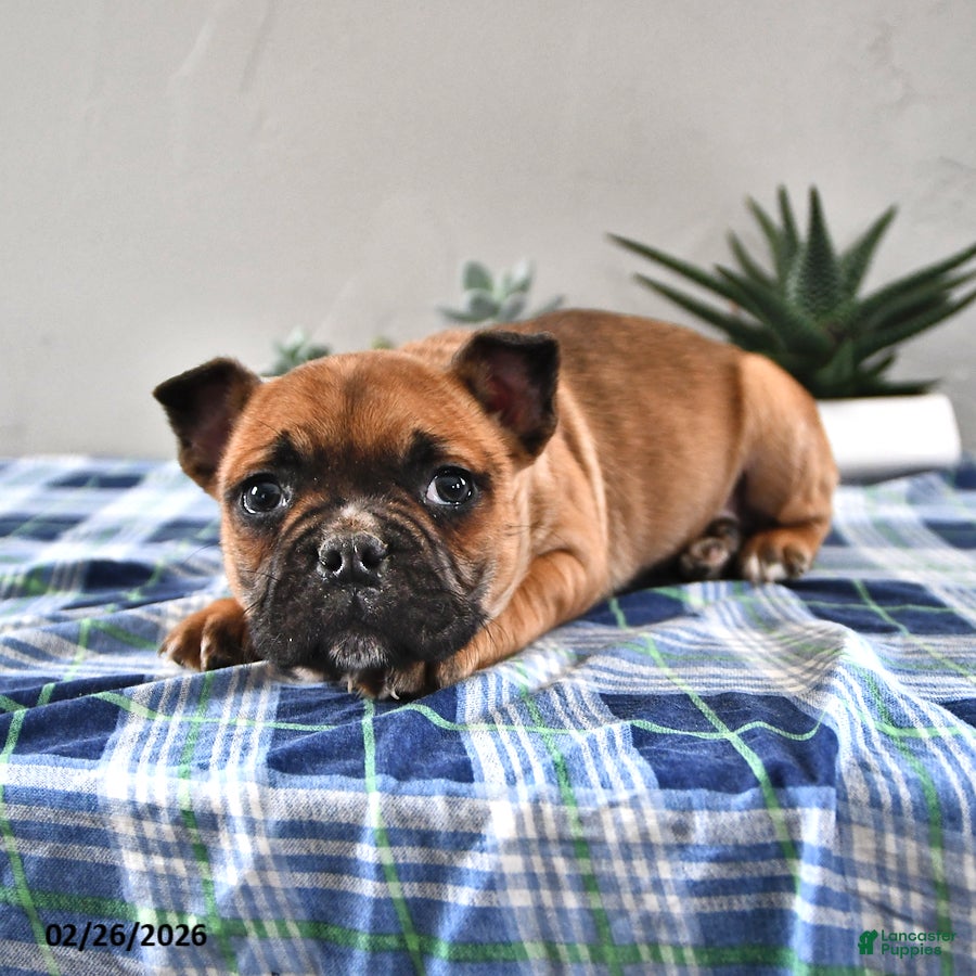 Frenchton dogs Elmer - Ad 1