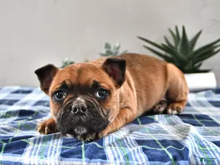 Frenchton dogs for sale: Elmer - Ad 3