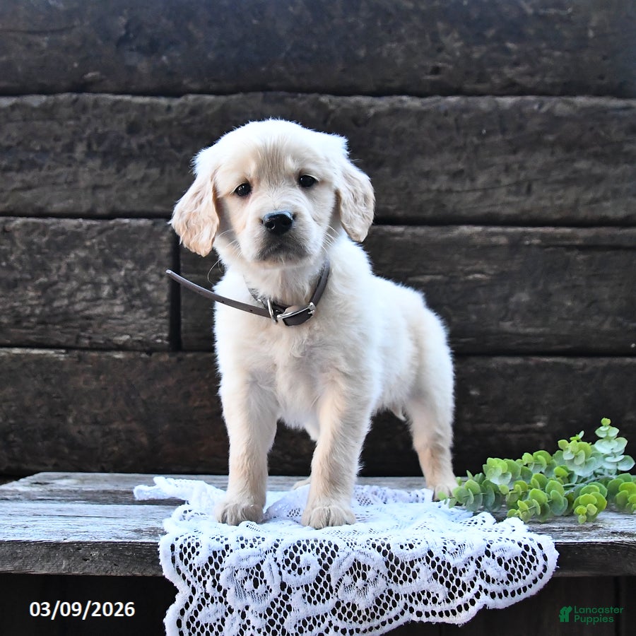 Goldendoodle dogs Beauty - Ad 1