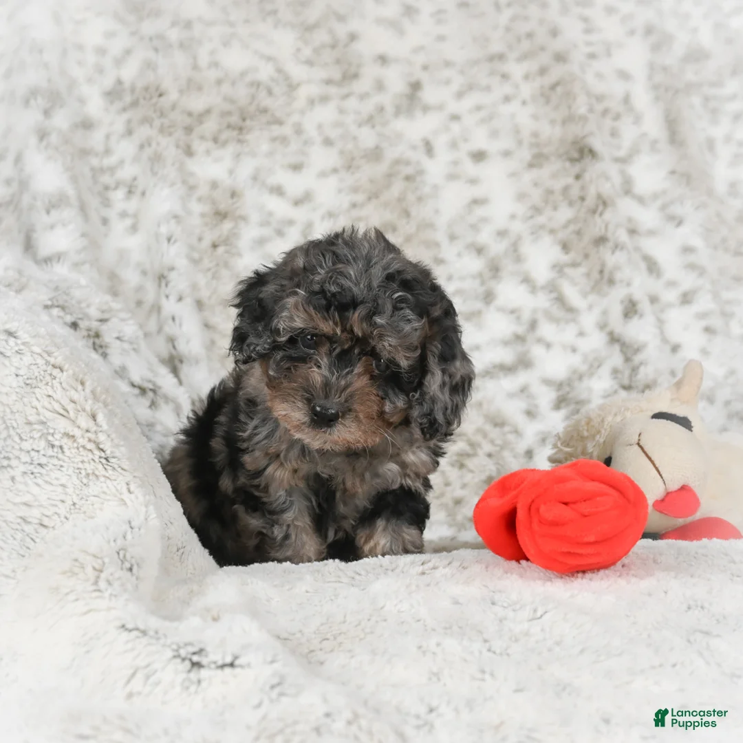 Cavapoo dogs for sale: Tootsie - Ad 9