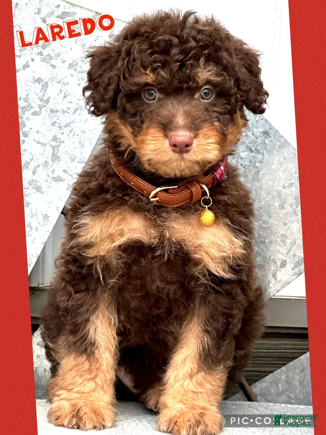 Aussiedoodle dogs Laredo - Ad 19