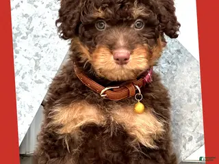 Aussiedoodle dogs Laredo - Ad 35
