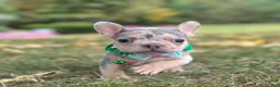 French Bulldog dogs for sale: Bella Rose 🌹  - Ad 2