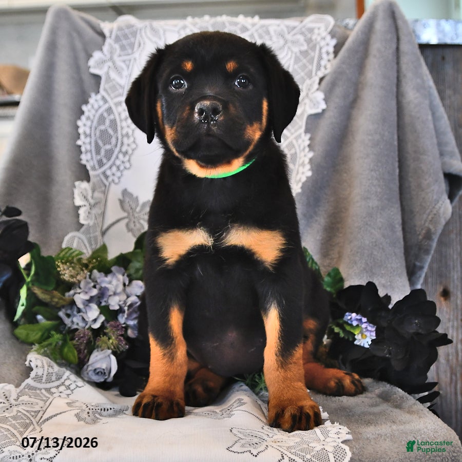 Rottweiler dogs Frisky - Ad 2