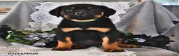 Rottweiler dogs for sale: Frisky - Ad 2