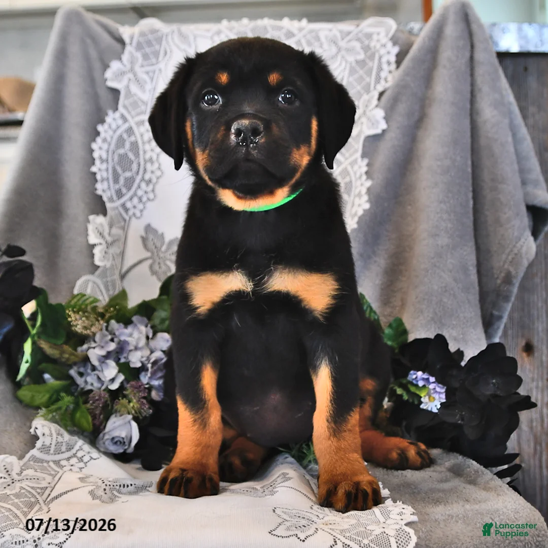 Rottweiler dogs for sale: Frisky - Ad 2