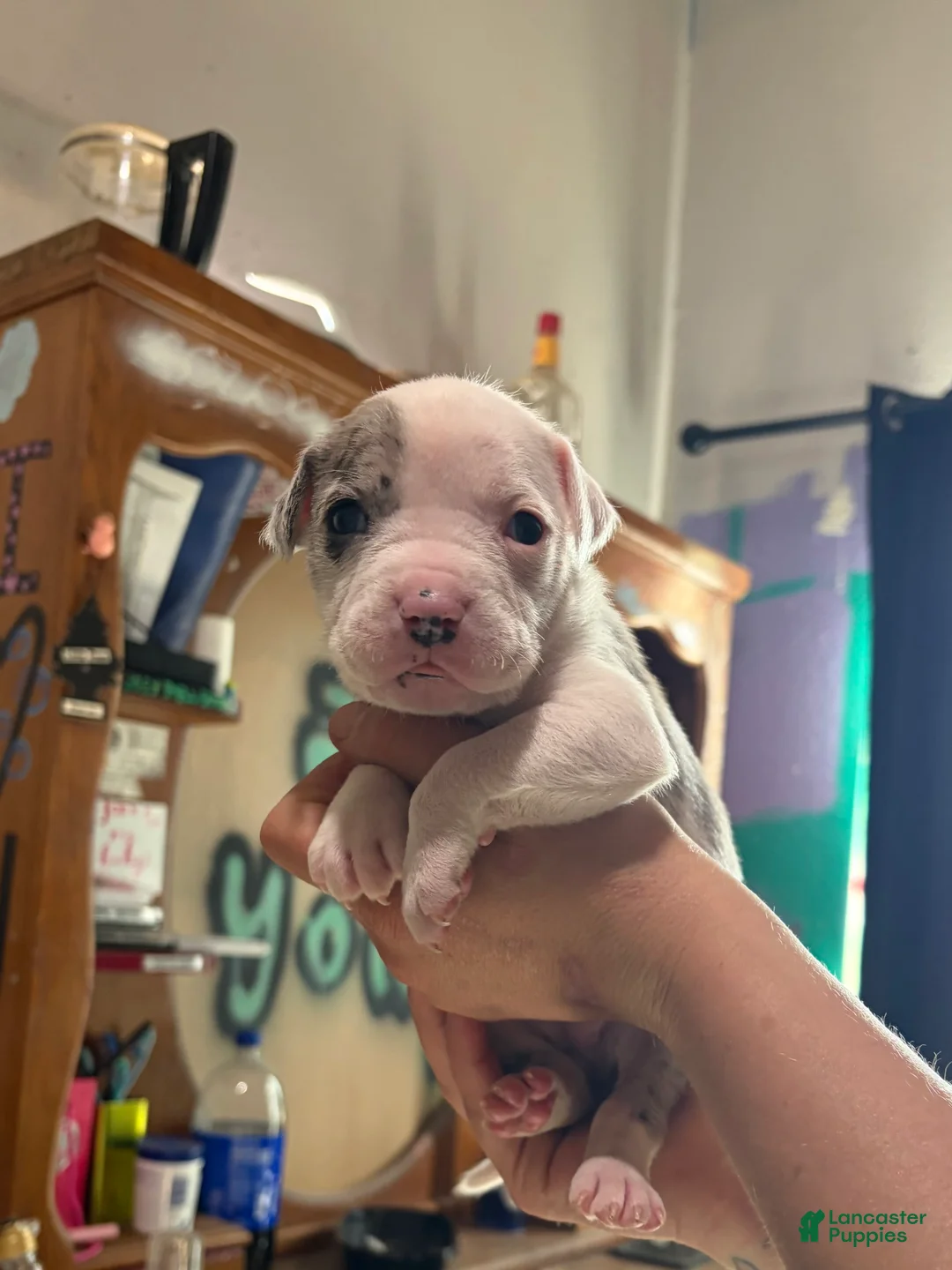 American Bully dogs for sale: American Bully Puppy 4 - Ad 2