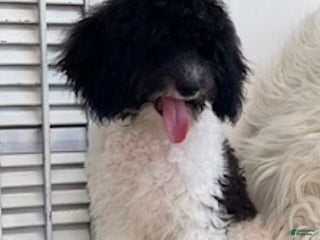 Miniature Poodle dogs Travis - Ad 28