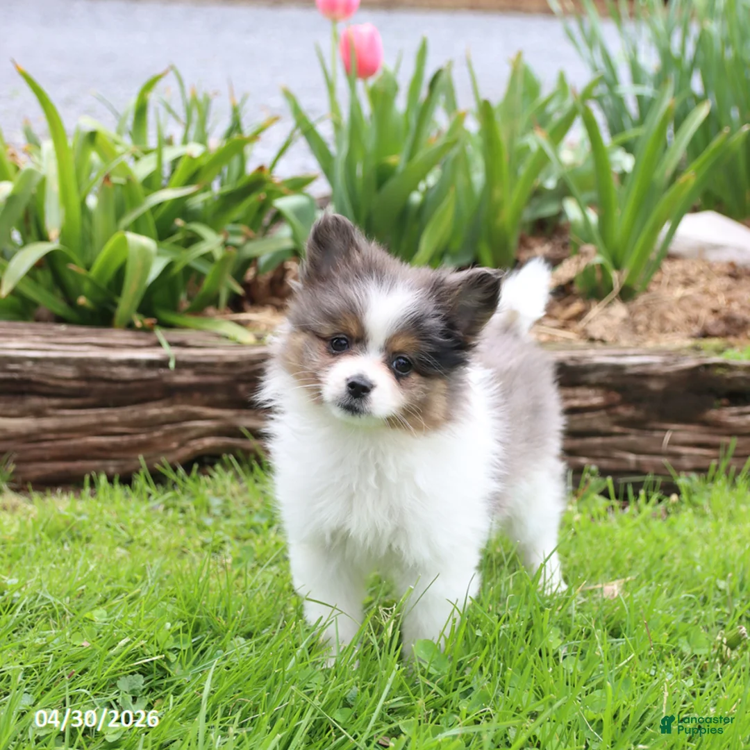 Pomeranian dogs for sale: Tiffany - Ad 1