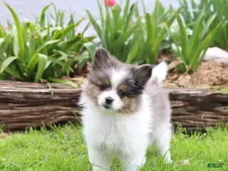 Pomeranian dogs for sale: Tiffany - Ad 2