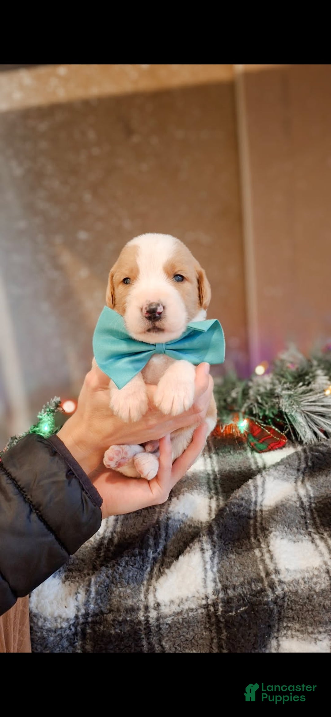 Mixed Breed dogs for sale: Mittens - Ad 1