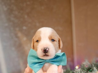 Mixed Breed dogs Mittens - Ad 26