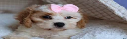 Cavachon dogs for sale: RACHEL - Ad 9