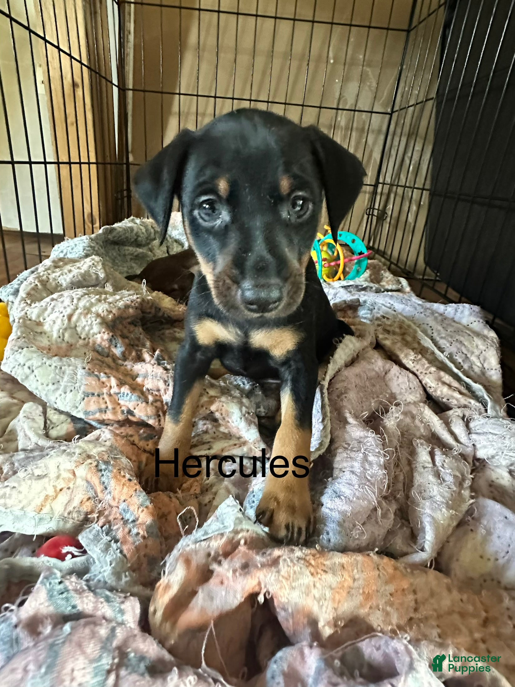 Hercules (Miniature Pinscher, Male) in Tampa, FL