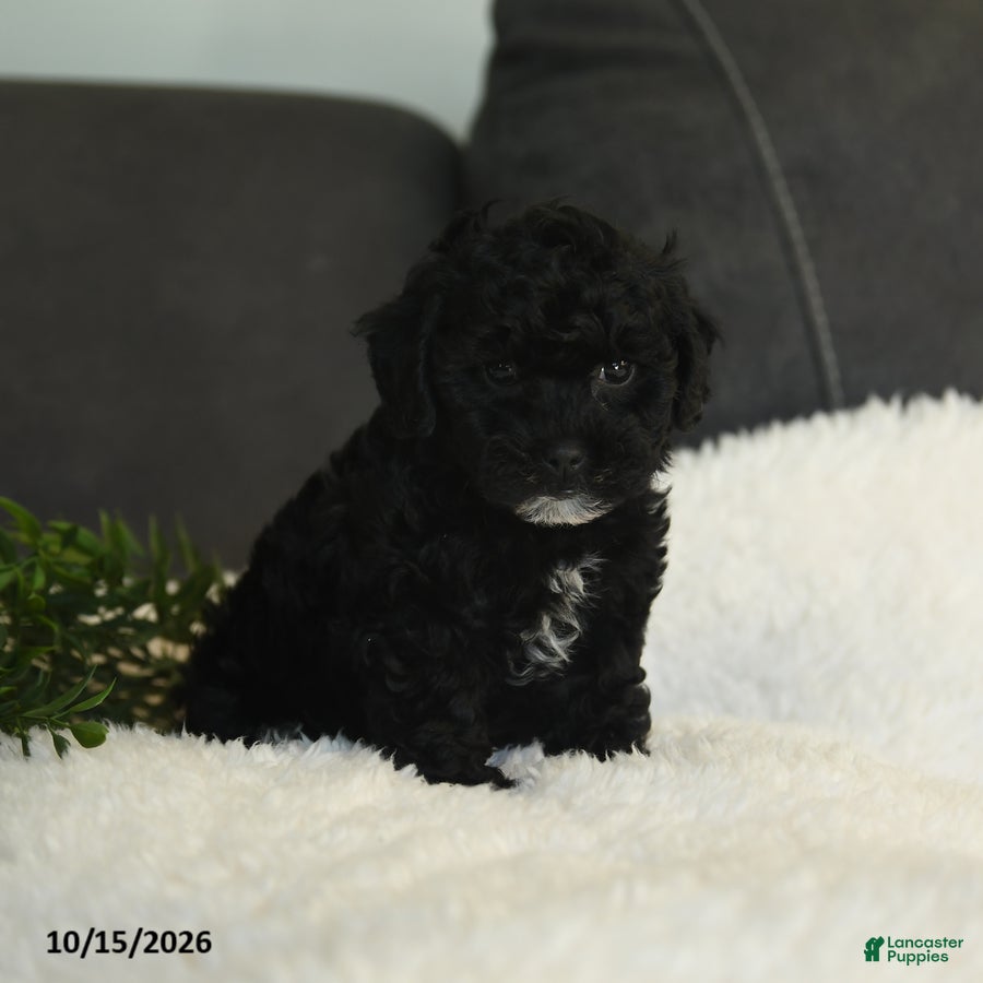 Teddy Bear dogs Katrina - Ad 1