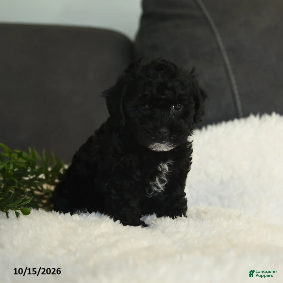 Teddy Bear dogs for sale: Katrina - Ad 1