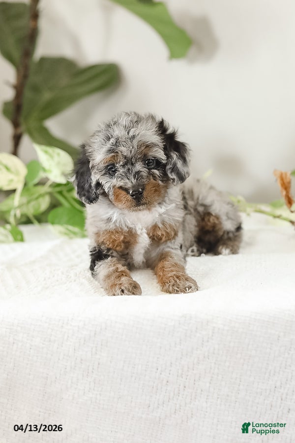 Miniature Poodle dogs Mikena - Ad 2