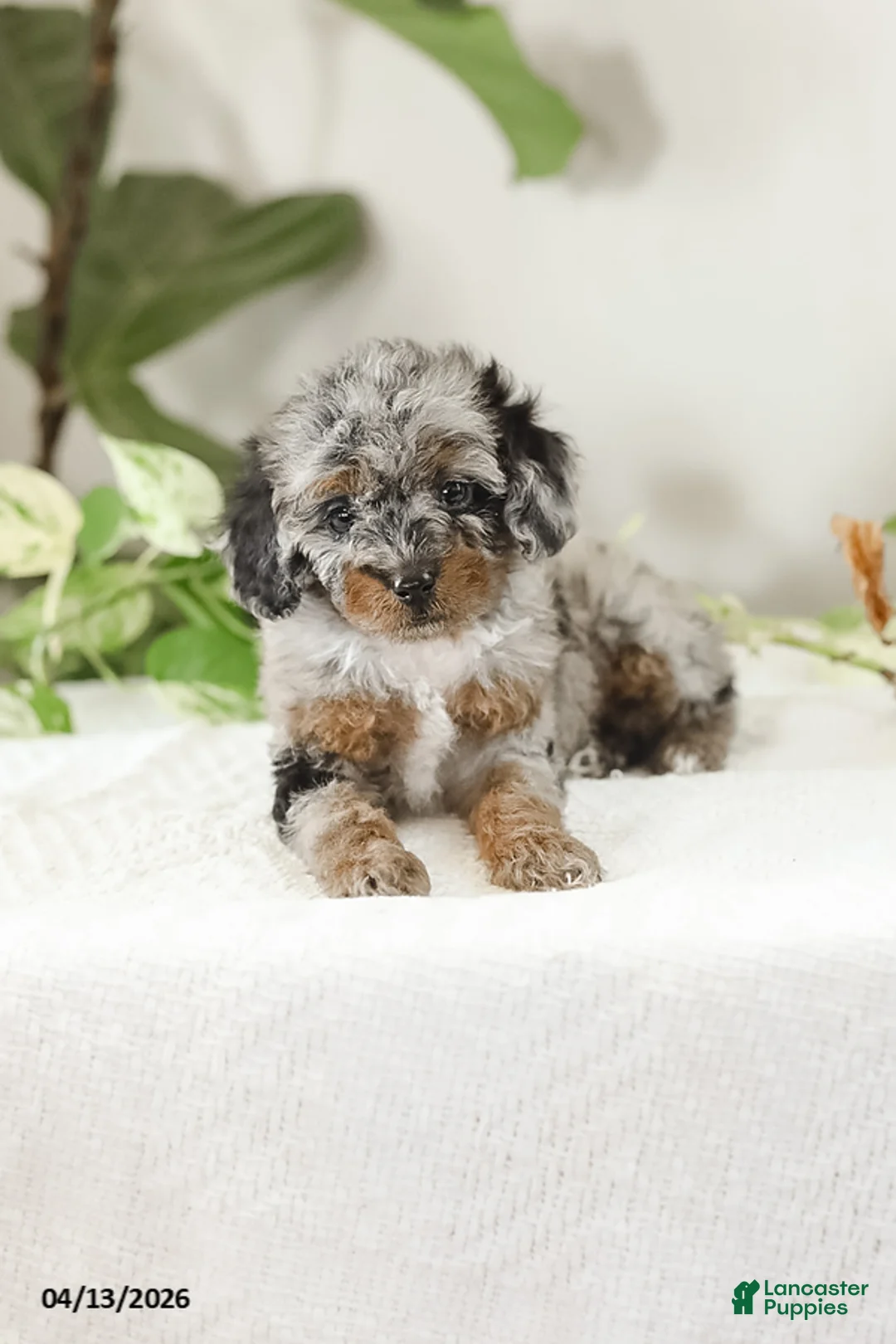 Miniature Poodle dogs for sale: Mikena - Ad 2