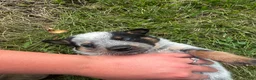 Australian Cattle Dog dogs for sale: Chief - Ad 5