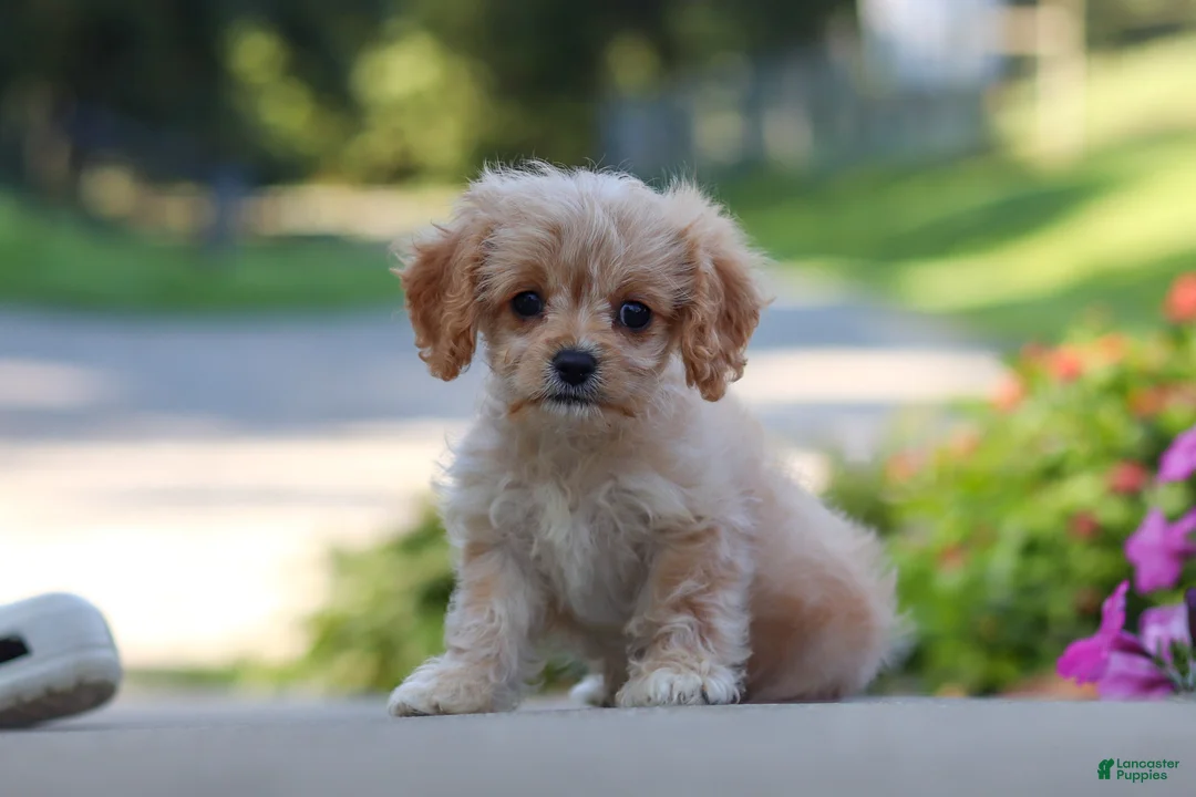 Cavapoo dogs for sale: Sky - Ad 1