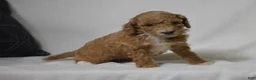Miniature Poodle dogs for sale: Emie - Ad 3