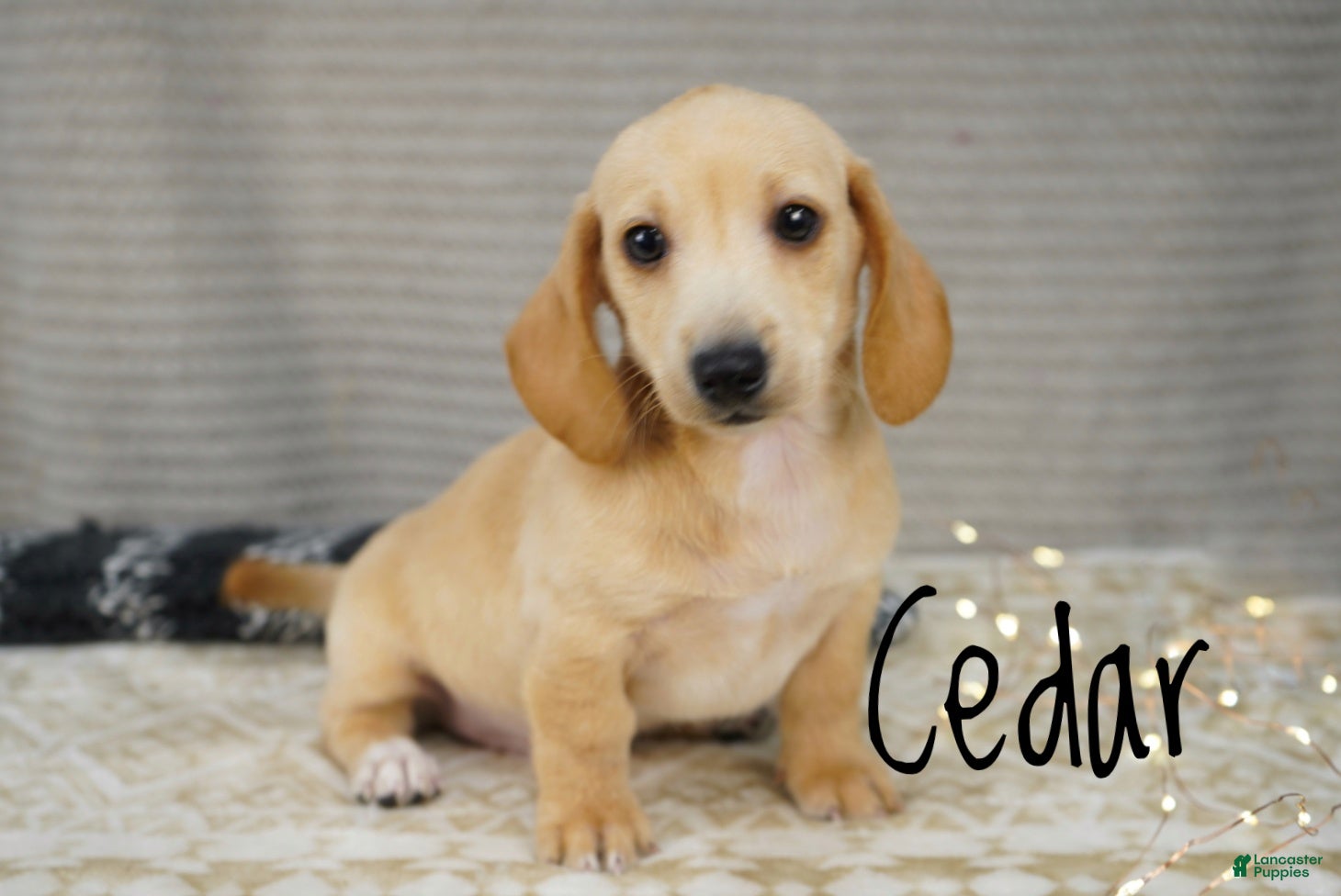 Miniature Dachshund dogs Cedar  - Ad 1