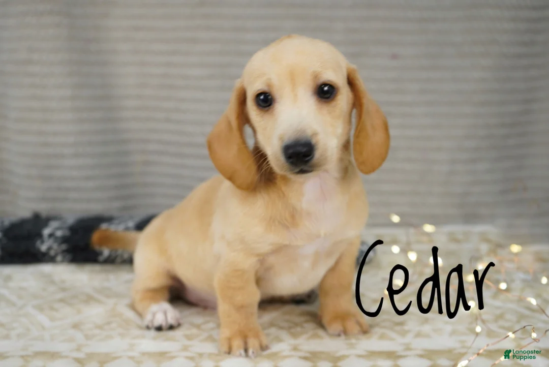 Miniature Dachshund dogs for sale: Cedar  - Ad 1