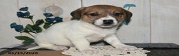 Mixed Breed dogs for sale: Ronnie - Ad 3