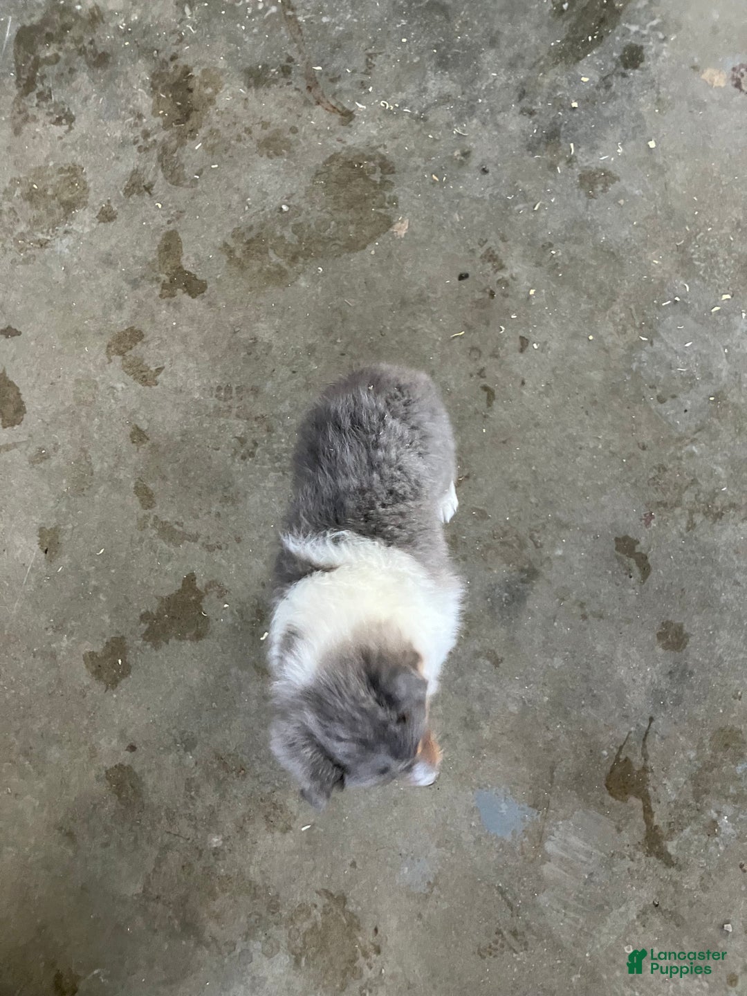 Shetland Sheepdog dogs for sale: Akc Birtha - Ad 6