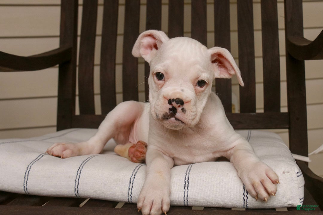 Boxer dogs Koa - Ad 1