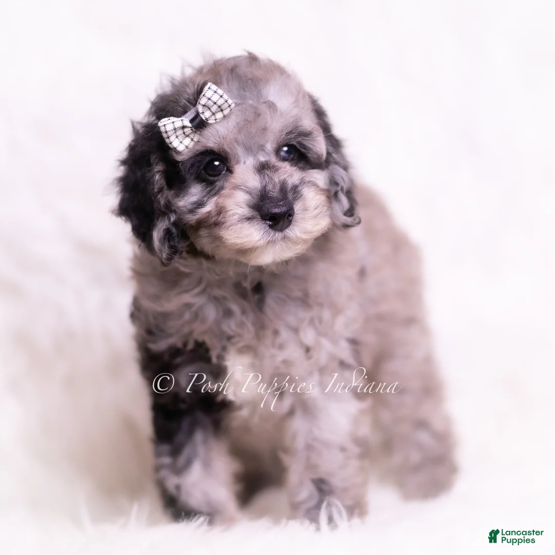 Toy Poodle dogs for sale: Romeo - Ad 6