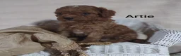 Cavapoo dogs for sale: Cavapoo F1b 1 Artie - Ad 9