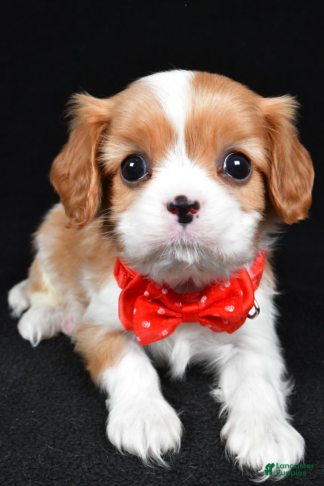 Cavalier King Charles Spaniel dogs for sale: Tyler - Ad 4