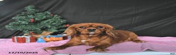Cavalier King Charles Spaniel dogs for sale: Rudolph CHAMPION BLOOD - Ad 6