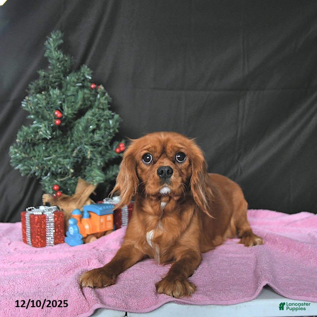 Cavalier King Charles Spaniel dogs for sale: Rudolph CHAMPION BLOOD - Ad 6