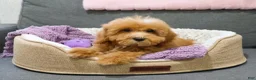 Cavapoo dogs for sale: Cici - Ad 5