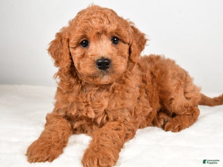 Mini Goldendoodle dogs - Ad 10