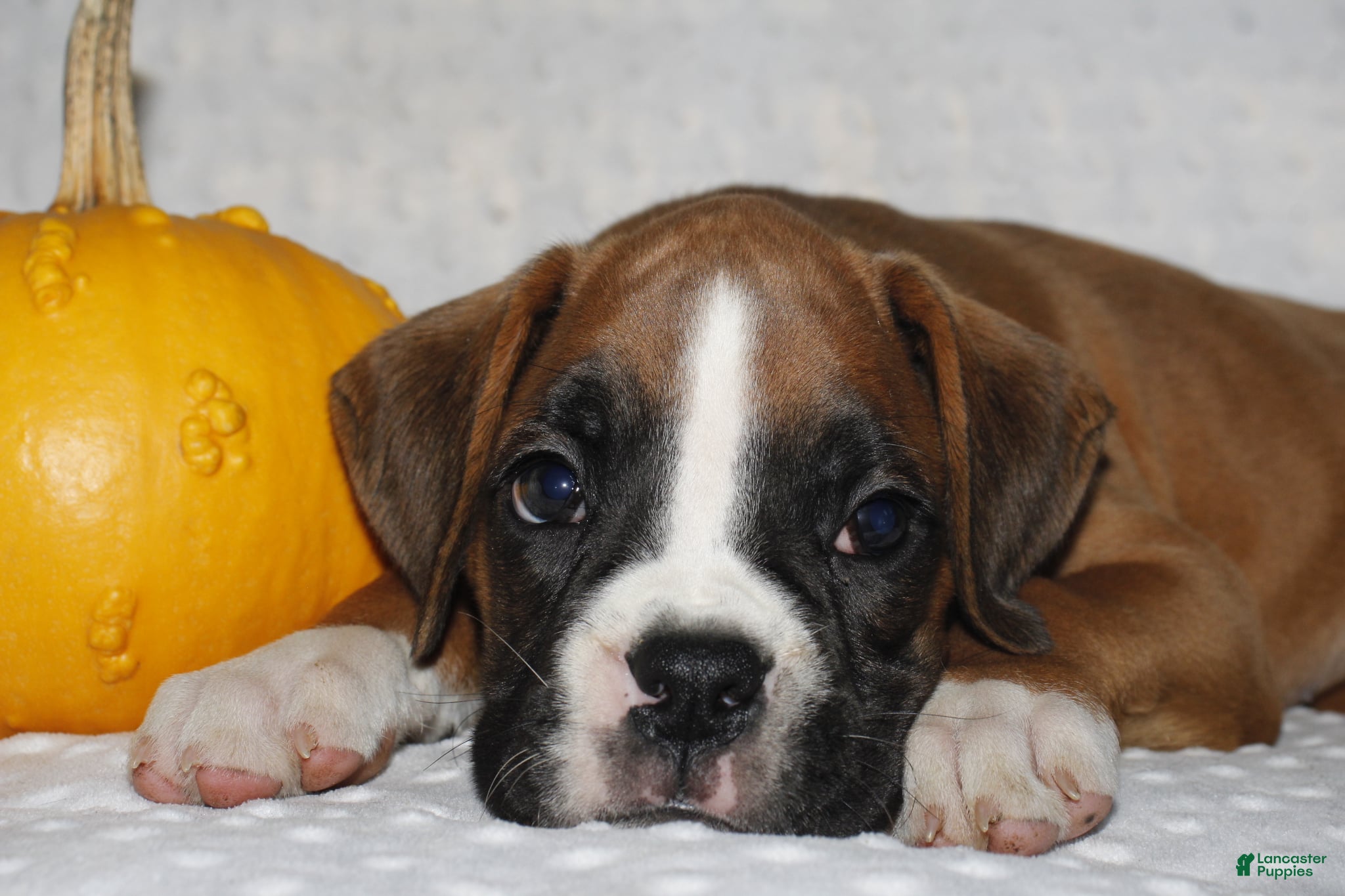 Boxer dogs Dexter - Ad 36