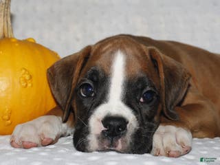 Boxer dogs Dexter - Ad 29