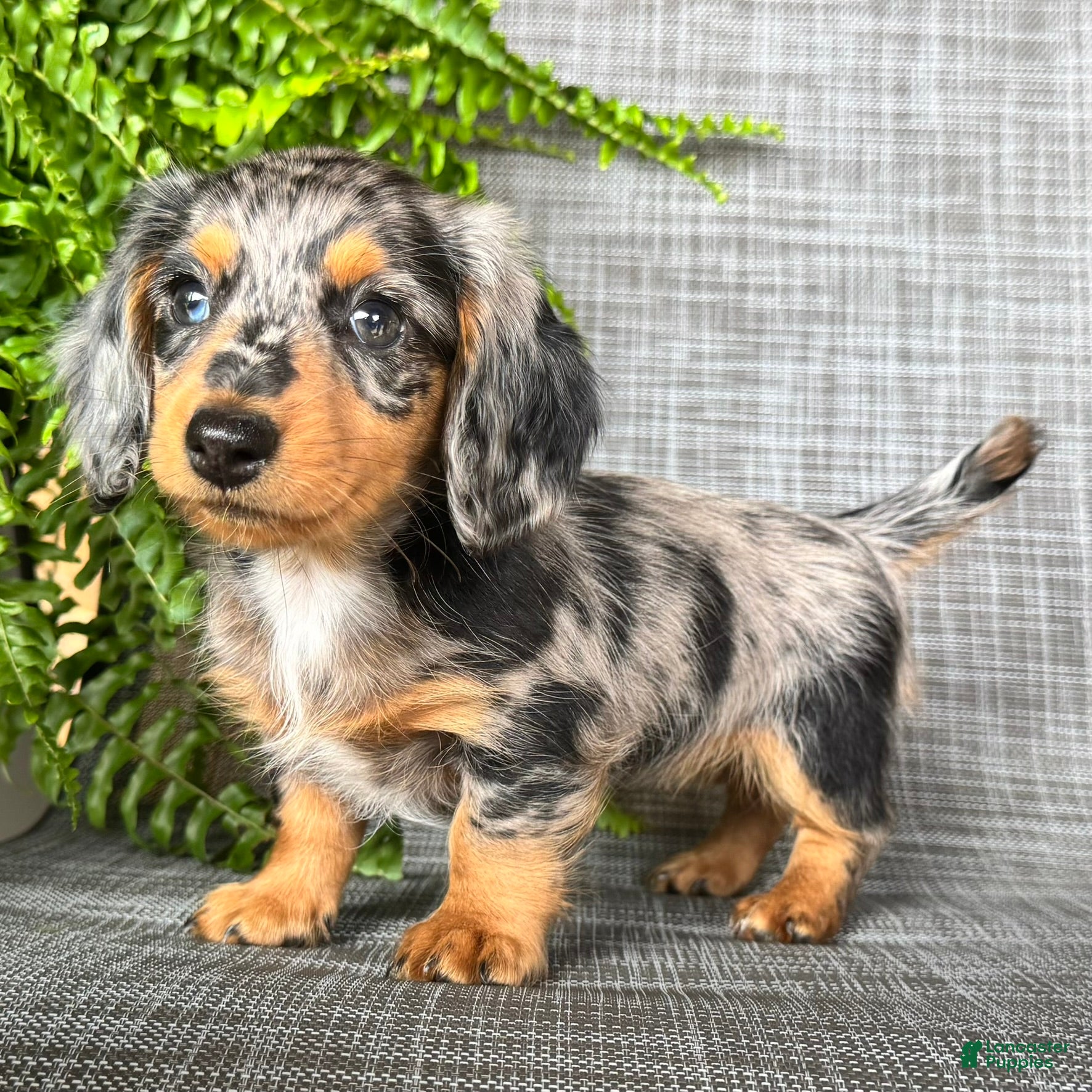 Dachshund dogs Sadie - Ad 1