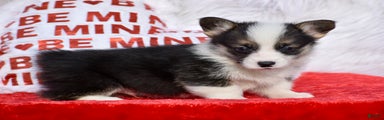 Welsh Corgi Pembroke Puppy 4